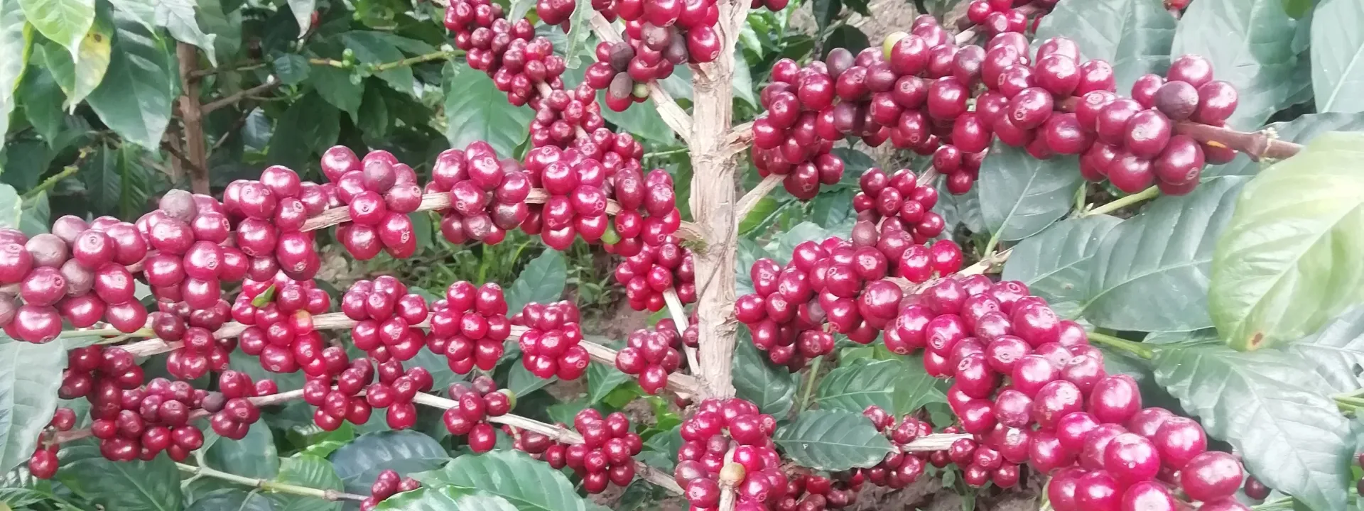 Tienda de café Rama Roja