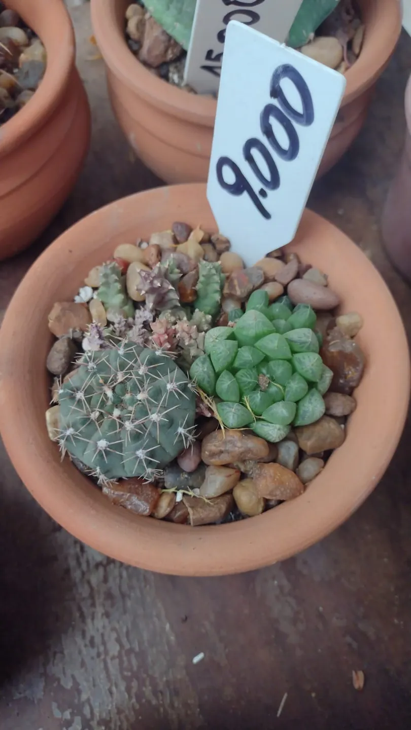 Armado de Cactus