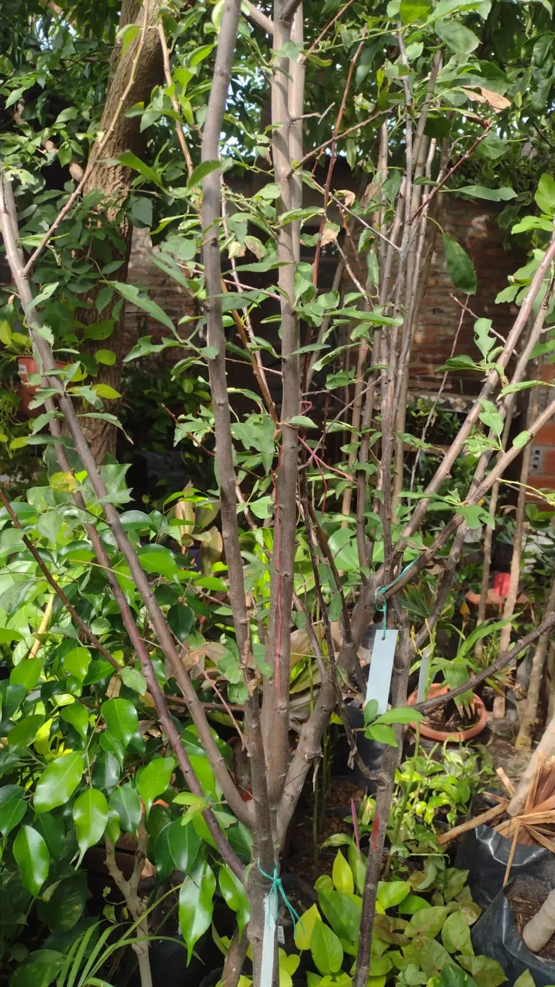 Planta de ciruela