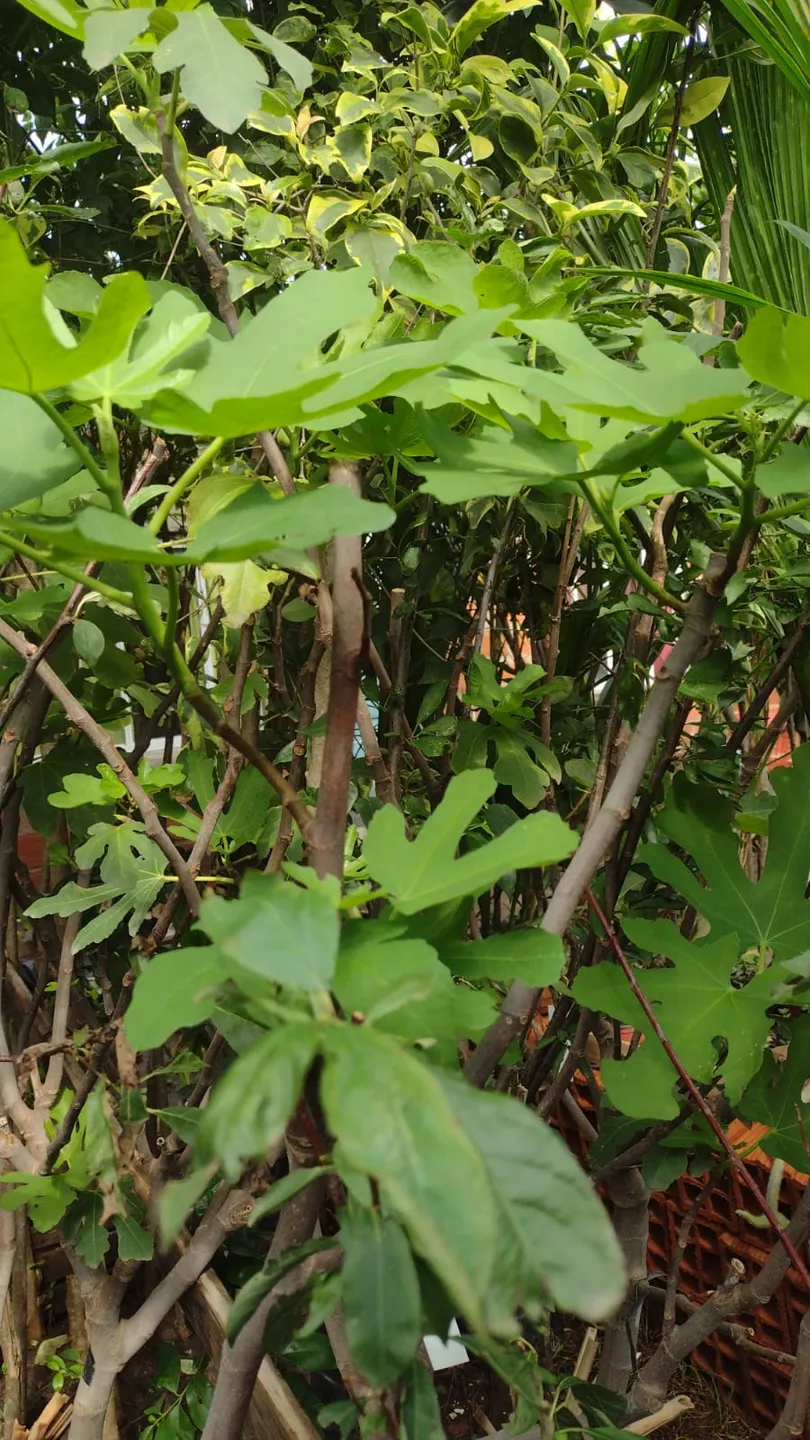 Planta de higo 