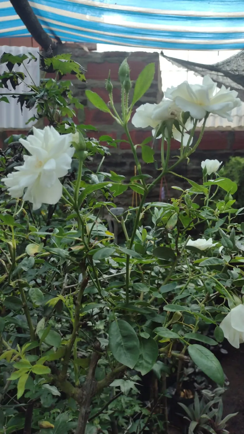 Rosa de pie alto Floribunda