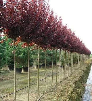 Ciruela de jardin