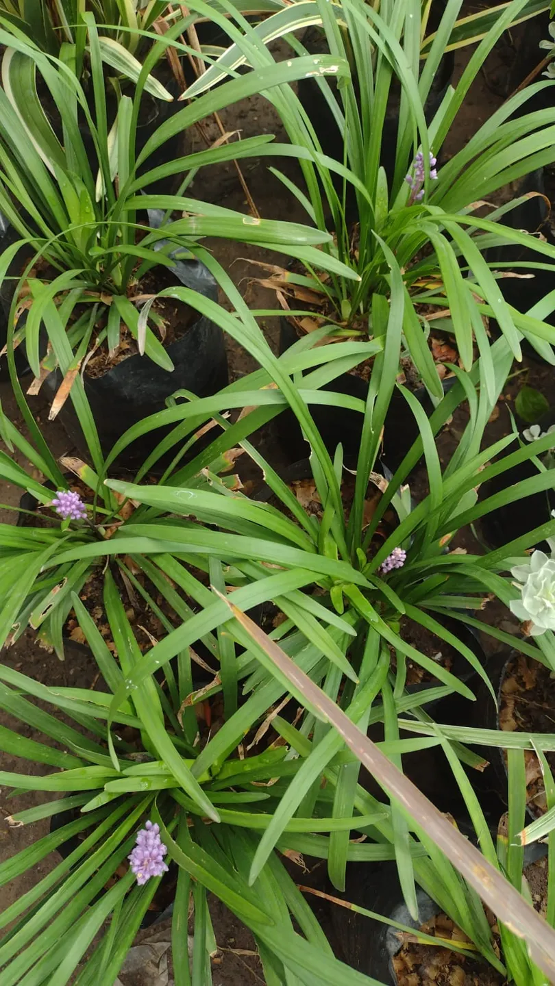 Planta Liriope