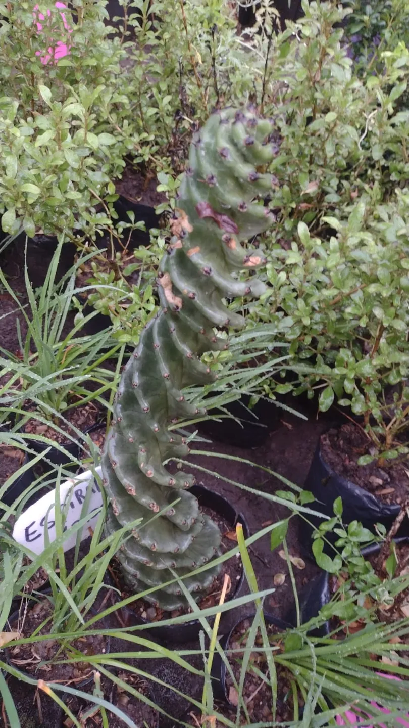 Cactus Espiralado