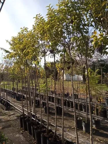 Planta ligustro disciplinado