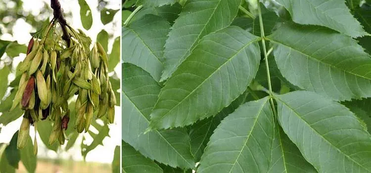 Planta Frezno (leer descripcion)