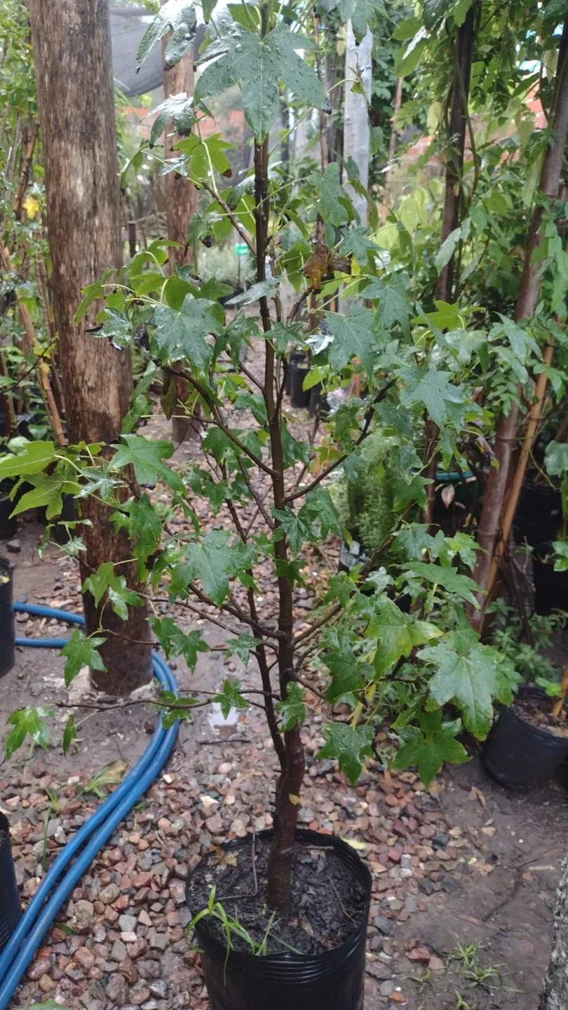 Planta Liquidambar