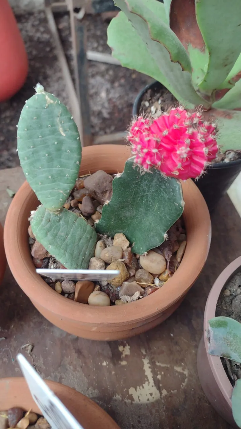 Cactus Injertados