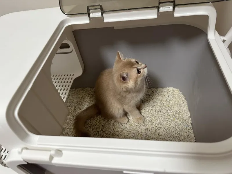 Litter box for cats